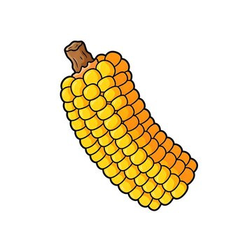 Bright and cartoonish vector illustration of a fresh, cooked yellow sweet corn on the cob, isolated on a white background.