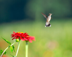 Fototapeta premium close up on flying ruby throated hummingbird above flower
