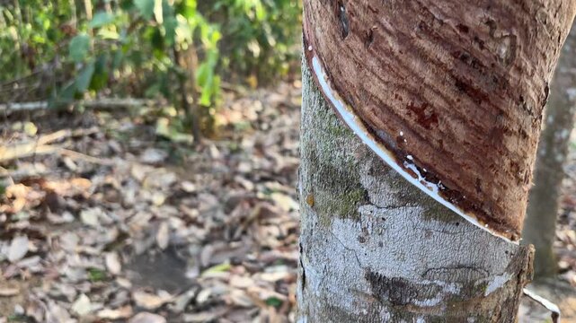 The shape of the tapping cut on the trunk of a rubber tree (*Hevea brasiliensis*) that exudes white latex fluid.