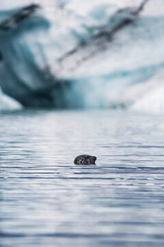 Cute seal playing in Glacier Lagoon, Iceland