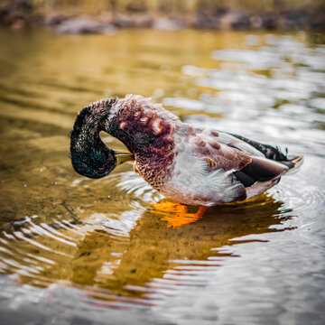 Mallard duck preening feathers in shallow pond water. outdoor wildlife