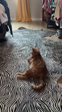 approaching an orange tabby cat lounging on a zebra print rug - mixed prints, maximalist interior