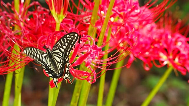 Japanese swallowtail butterfly sipping nectar from red spider lily (Lycoris radiata)