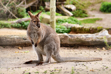 Red necked wallaby, Australian macropod marsupial species © Firn
