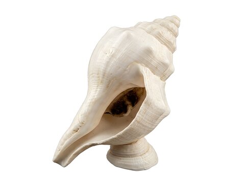 Large white seashell isolated on white background