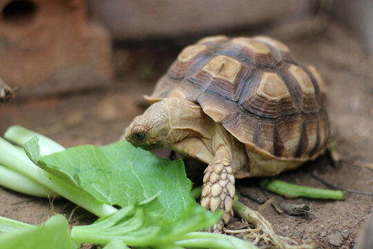 Sucata tortoise eating leaf on ground,African Sulcata Tortoise Natural Habitat