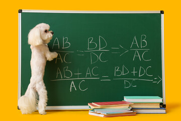 Fototapeta premium Green chalkboard with formulas, cute Maltese dog, notebooks and books on yellow background