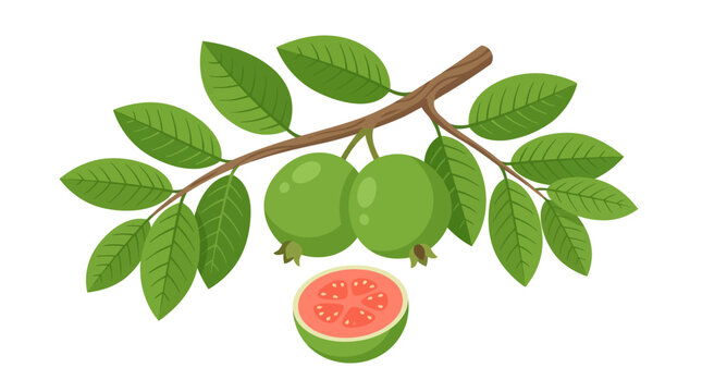 Fresh Green Guava Fruit on Branch with Leaves, Half Cut Guava Visible