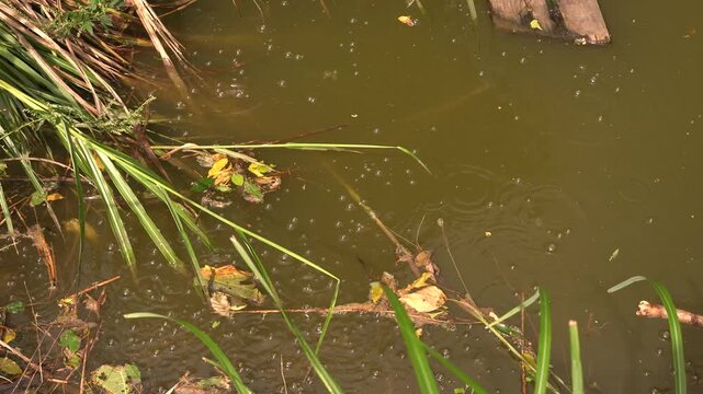 池から噴出する天然ガス