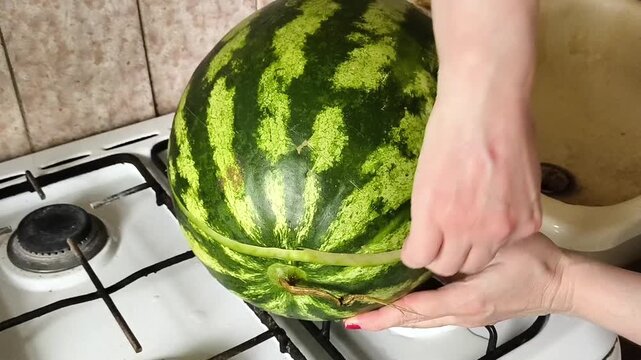 The woman splits the large watermelon in half. illustrating fruit preparation, healthy eating, fresh produce and summer refreshments.
