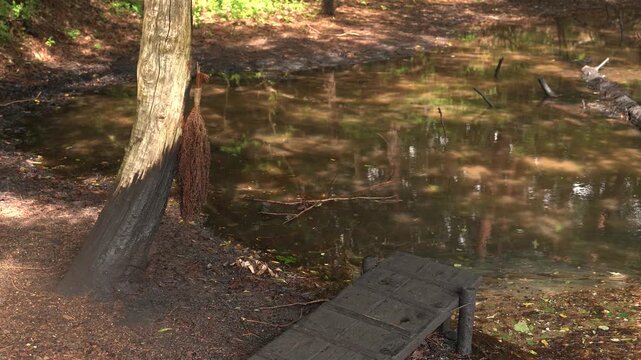  日本最古の油田「黒川油田」の臭水坪で風に揺れる油をくい採るカグマ