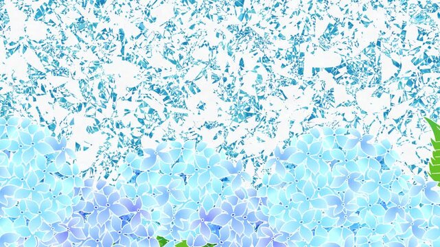 Vibrant Blue Hydrangea Flowers in Bloom 4K
