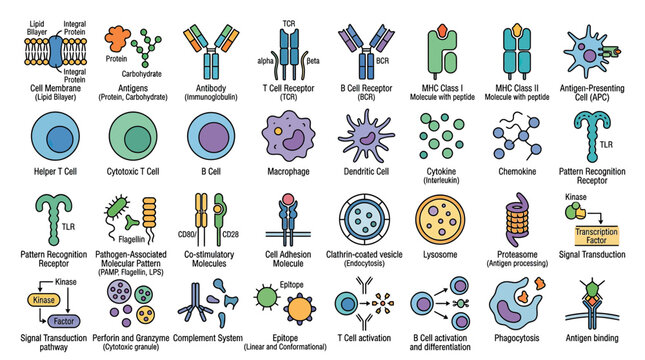 Immunology Concepts and Cells Icons Set