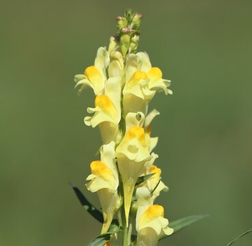 Linaria vulgaris (common toadflax) blooming in a meadow