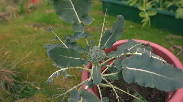 Young Broccoli vegetable plant in plant pot close up overhead 4k tilting shot selective focus