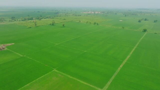 High aerial drone shot flying over vast green agricultural fields in Punjab while making a gradual quarter turn beneath a hazy, low-visibility horizon.