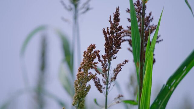 Static close-up of cereal crop seed heads and green leaves moving gently in the breeze, with a soft blurred agricultural background.