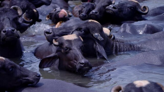 Water buffalo herd cools off together in a crowded farm pond in Punjab.