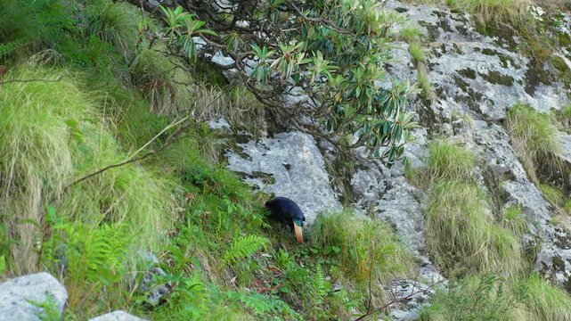 Himalayan Monal bird foraging on a rocky mountain slope near Rudranath Temple in Uttarakhand India