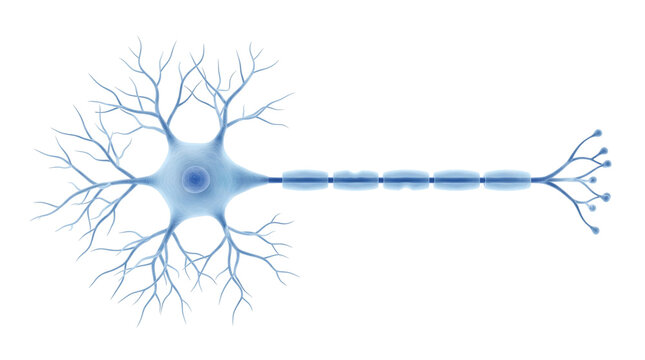 Human neuron cell anatomy on white background, blue nerve cell structure with dendrites and axon, biological brain cell illustration for medical education