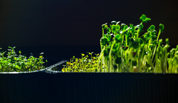 Fresh green microgreen sprouts growing in black plastic tray under dramatic low key light with copy space for wellness concepts
