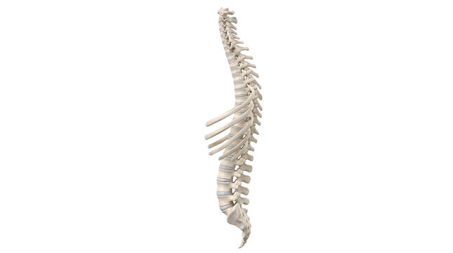 Human spine anatomy model, realistic vertebral column on white background, medical illustration of skeletal back bone and rib cage structure