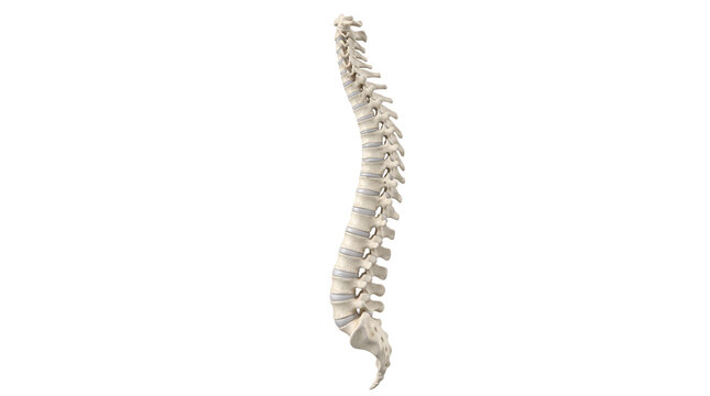 Human spine anatomical model on white background, medical spinal column with vertebrae, orthopedic bone structure for healthcare education