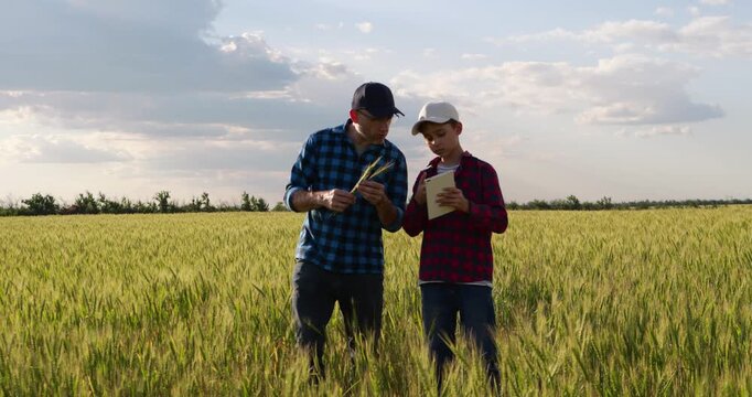 Farmer and future agronomist inspect wheat field together at dusk. Father and son discuss crop growth and plant health, representing agricultural knowledge, family tradition and future farming.