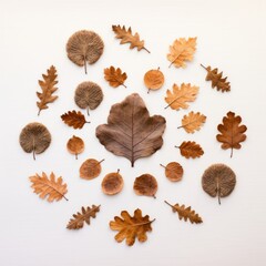 Obraz premium PNG Real pressed oak leaves circle plant shape.