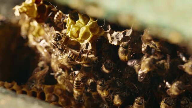 Close-up of honey bees gathering and working around natural wax honeycomb, revealing open cells, detailed wings, and active colony behavior inside a beehive.