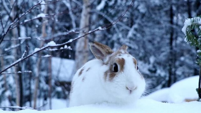 Arctic hare in snowy forest, wild rabbit close up in winter, video
