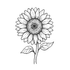 Sunflower illustration hand drawn floral sketch for botanical and nature concept isolated on transparent background for organic design and garden themed works. © Mr WaQaS