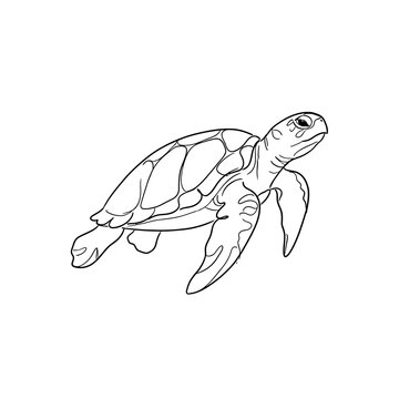 Sea turtle sketch line art illustration features organic contours and detailed shell patterns ideal for marine conservation posters or educational animal graphics.