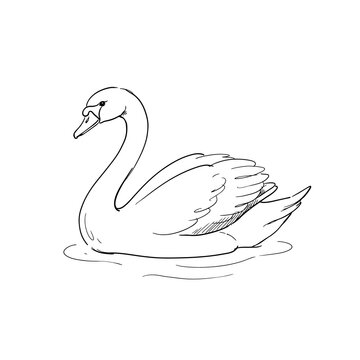 Hand drawn swan bird floating on water vector sketch in black ink isolated on transparent grid background representing peaceful nature wildlife designs.
