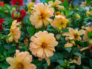 Obraz premium A flower bed with beautiful flowers. Peony flowers, beautiful peony inflorescences.