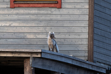 Fototapeta premium Renard polaire,