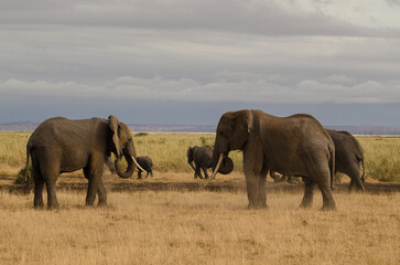 Fototapeta premium Eléphant d’Afrique,