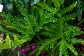 Close-up of large emerald green leaves of spring philodendron © Steve