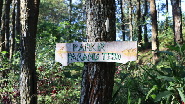 A rustic wooden sign pointing to 'PARKIR PARANG TEJO' in a sunlit pine forest, indicating a parking area in a natural outdoor setting.