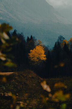 A single yellow tree glows in a dark autumn forest