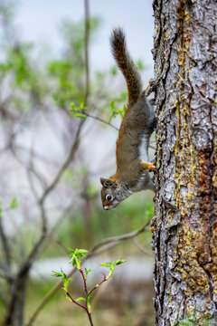 An agile red squirrel climbs upside down on a tree trunk
