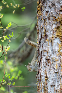 Curious squirrel peeking upside down from a tree trunk