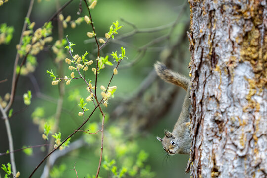 A curious squirrel peeking upside down from a tree trunk