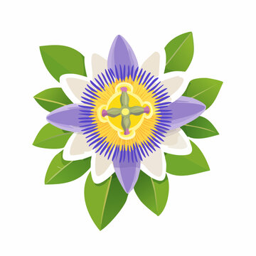 Purple passion flower vector illustration with green leaves
