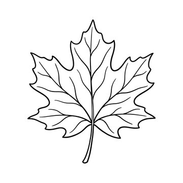 Maple leaf outline sketch featuring intricate veins in minimalist black and white line art style perfect for autumn graphic design and seasonal nature projects.