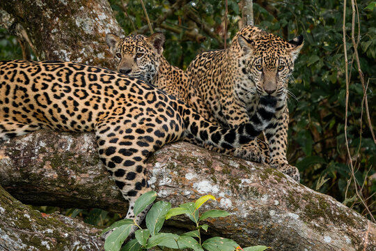 Jaguar - Panthera onca, beautiful large cat from South American forests, Pantanal, Brazil.