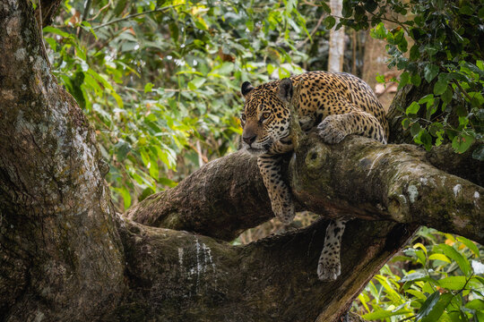 Jaguar - Panthera onca, beautiful large cat from South American forests, Pantanal, Brazil.