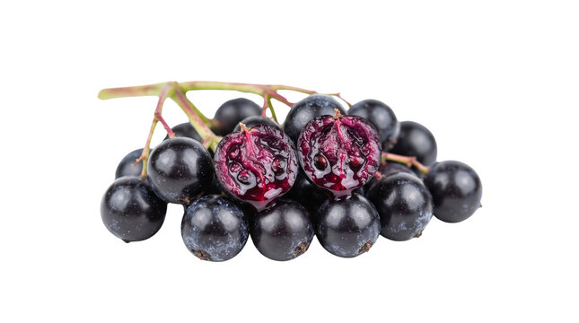 Fresh elderberry bunch with sliced berries, ripe black elderberries on stem, organic sambucus fruit isolated on white background