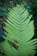 Lush green fern unfurls in soft forest light © Wojciech Piejko
