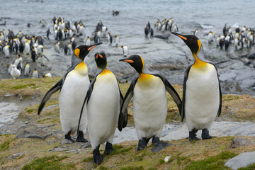 Colony of king penguins at St. Andrews Bay, South Georgia © FOLIO
